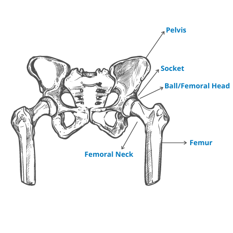 Anatomy of the hip